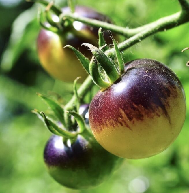 Indigo Cream Berries - Blue Cream Berries Tomato