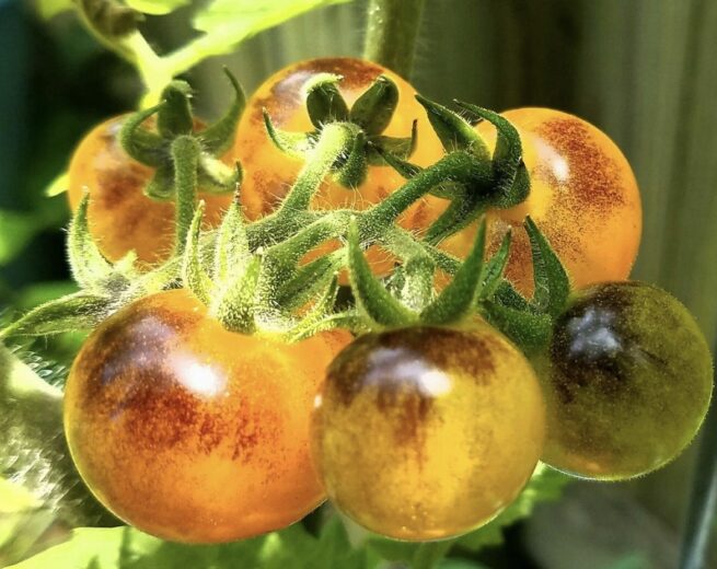 Indigo Gold Berries Tomato Seeds | Organic