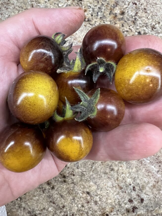 Indigo Gold Berries Tomato Seeds | Organic