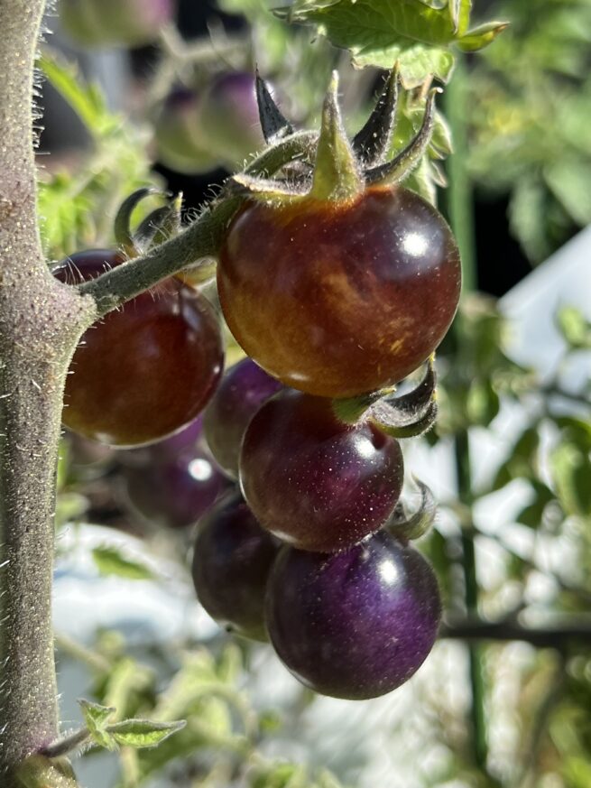 Indigo Gold Berries Tomato Seeds | Organic