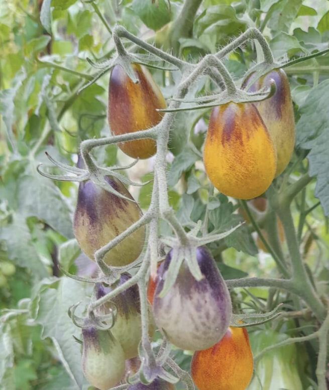 Indigo Pear Drops Tomato