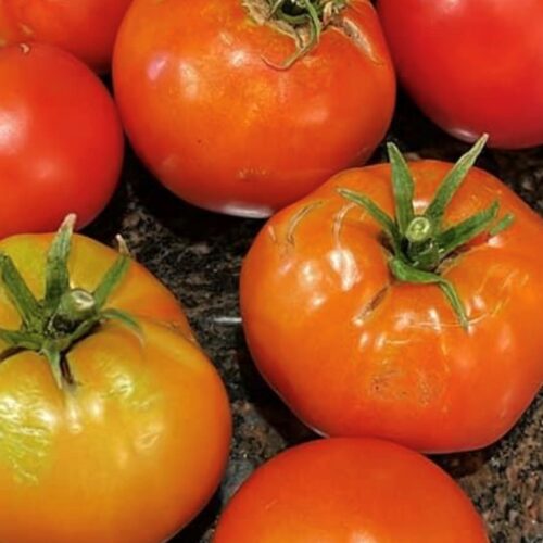 Creole Tomato Seeds | Heirloom | Organic | Heat Tolerant