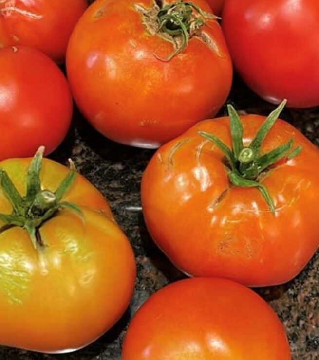 Creole Tomato Seeds | Heirloom | Organic | Heat Tolerant