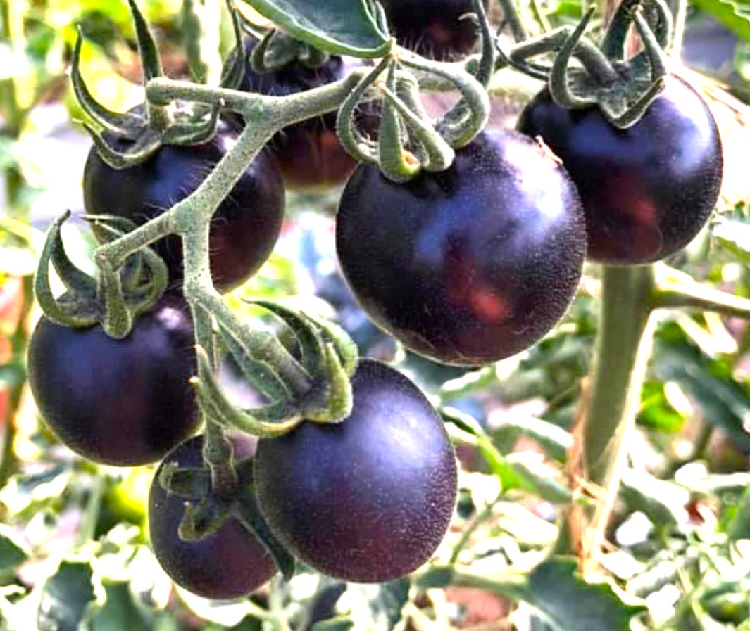 Helsing Junction Blue Tomato Seeds, Organic