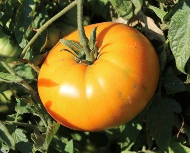 Orange Brandwine Tomato | Organic Seeds | Rare varieties