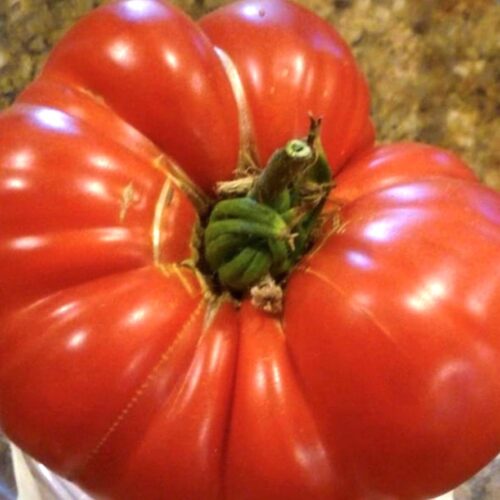 Watermelon Beefsteak Tomato Seeds | Heirloom | Organic