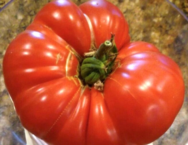 Watermelon Beefsteak Tomato Seeds | Heirloom | Organic