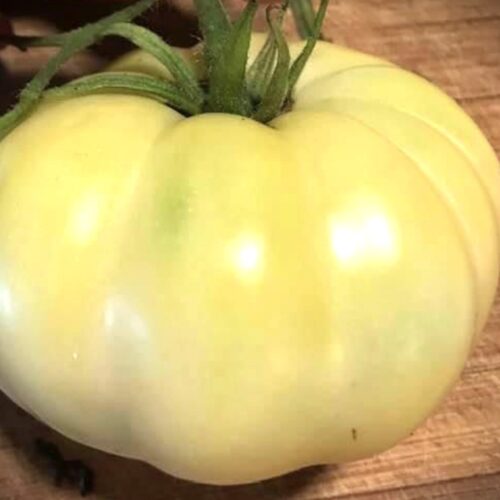 White Tomesol Tomato | Organic Seeds | Rare tomato Varieties