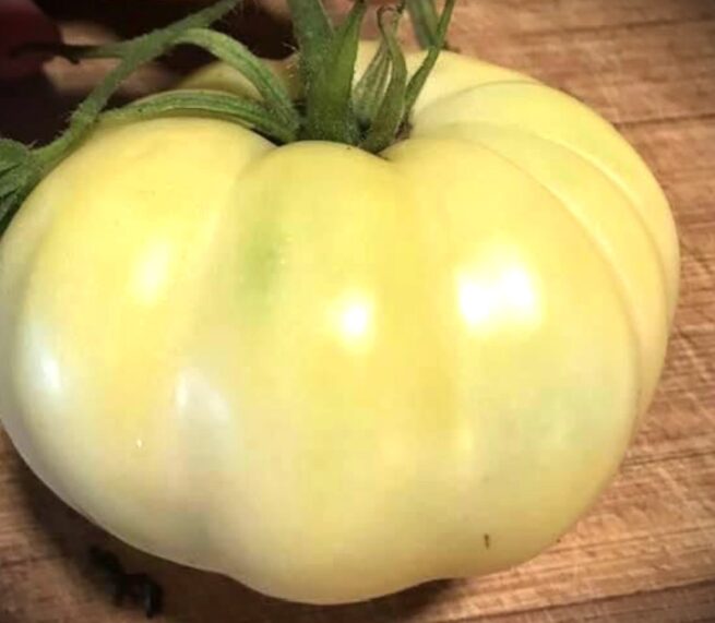 White Tomesol Tomato | Organic Seeds | Rare tomato Varieties