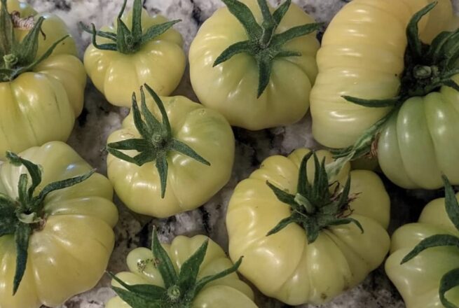 White Tomesol Tomato | Organic Seeds | Rare tomato Varieties