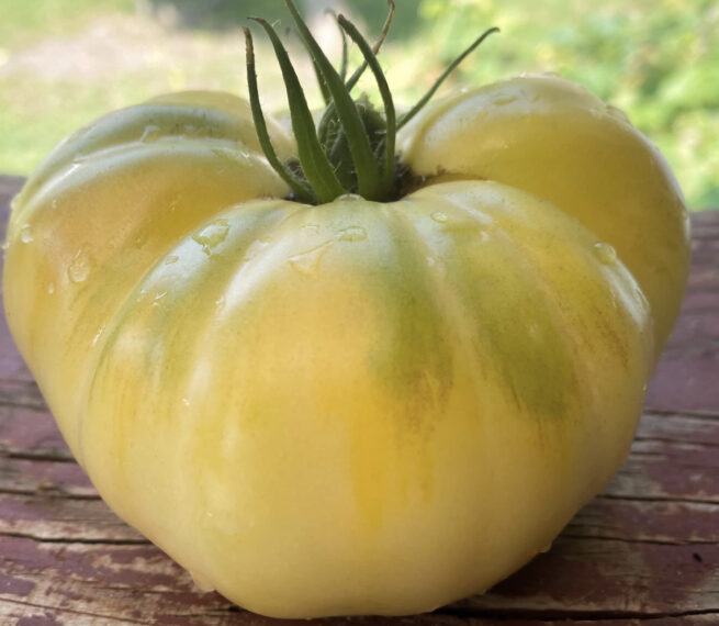 White Tomesol Tomato | Organic Seeds | Rare tomato Varieties