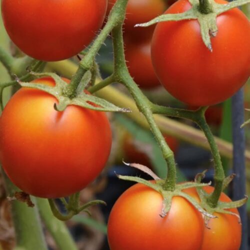 42 Day Tomato Seeds | Heirloom | Organic