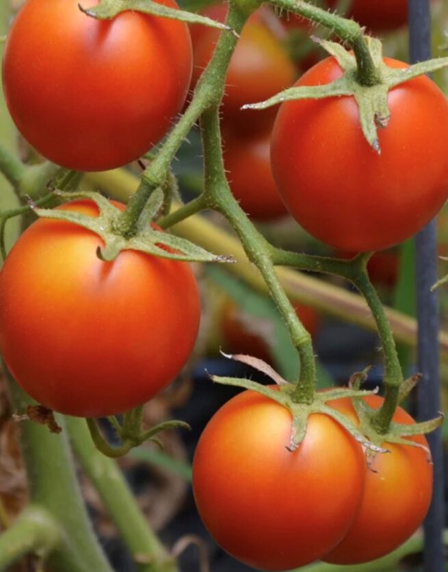 42 Day Tomato Seeds | Heirloom | Organic