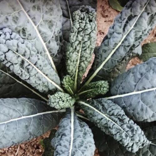 Black Magic Kale Seeds | Organic | Rare Vegetables