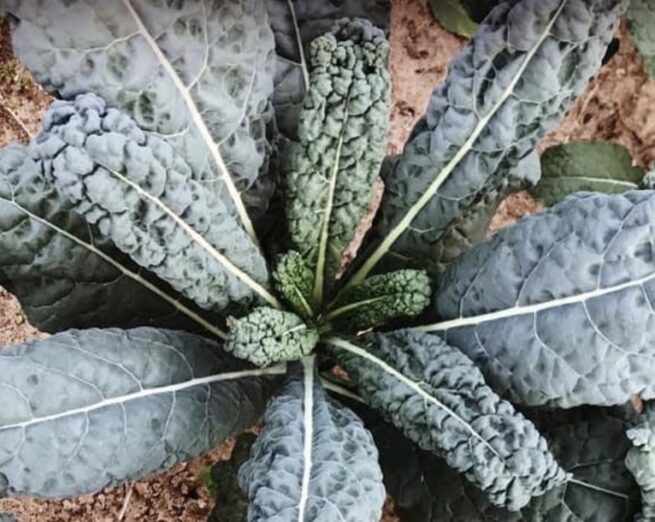 Black Magic Kale Seeds | Organic | Rare Vegetables