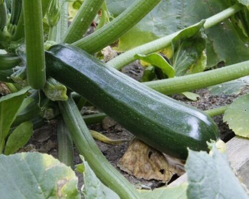 Black Beauty Zucchini Seeds | Heirloom | Organic