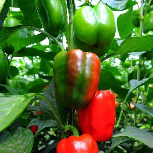California Wonder 300 Pepper Seeds | Heirloom | Organic