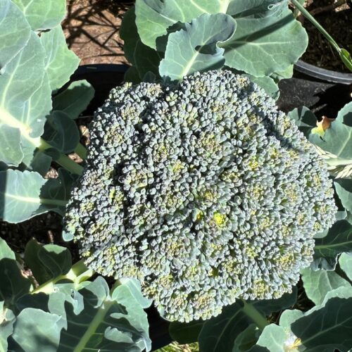 De Cicco Broccoli Seeds | Heirloom | Organic