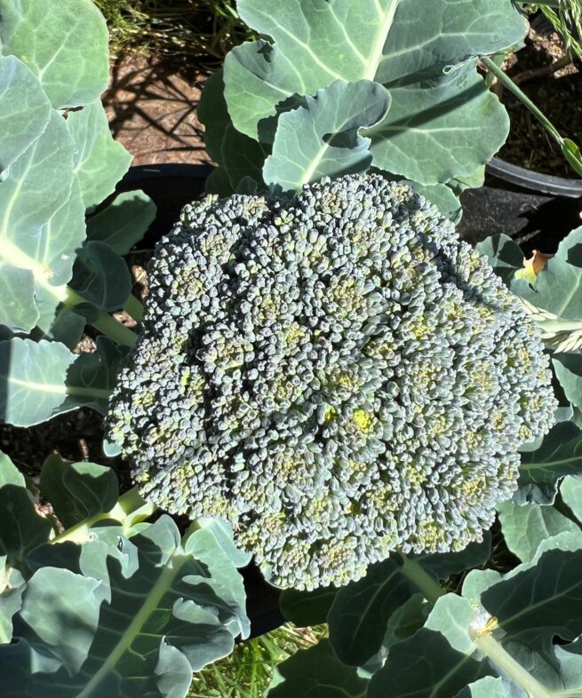 De Cicco Broccoli Seeds | Heirloom | Organic