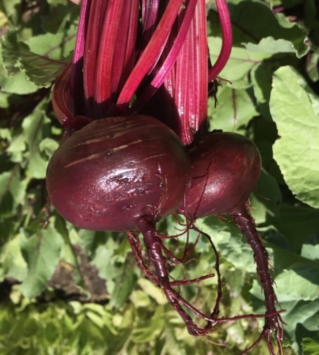 Detroit Dark Red Beet Seeds | Heirloom | Organic