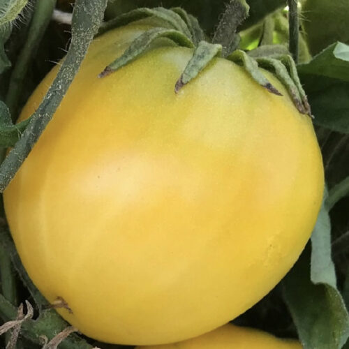 Dwarf Lemon Ice Tomato Seeds | Organic