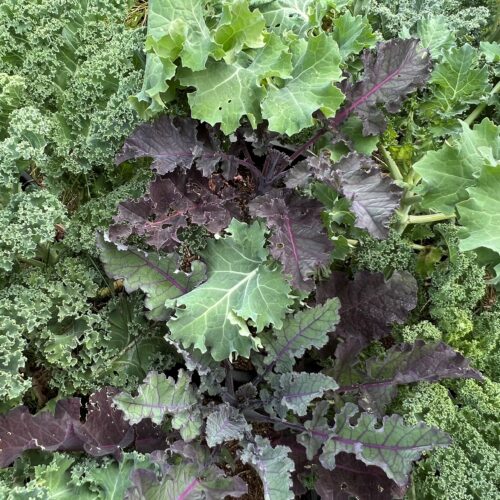 This is a completely random mix of all of the best kale varieties! This is a fun way to get a variety of shapes, colors, textures, and tastes whether you're growing micro greens, baby greens, or mature greens. Kale is cold hearty and will continue to produce well into the winter and is perfect for salads, juicing, soups, stir-fries, or fresh!