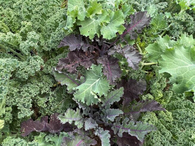 This is a completely random mix of all of the best kale varieties! This is a fun way to get a variety of shapes, colors, textures, and tastes whether you're growing micro greens, baby greens, or mature greens. Kale is cold hearty and will continue to produce well into the winter and is perfect for salads, juicing, soups, stir-fries, or fresh!