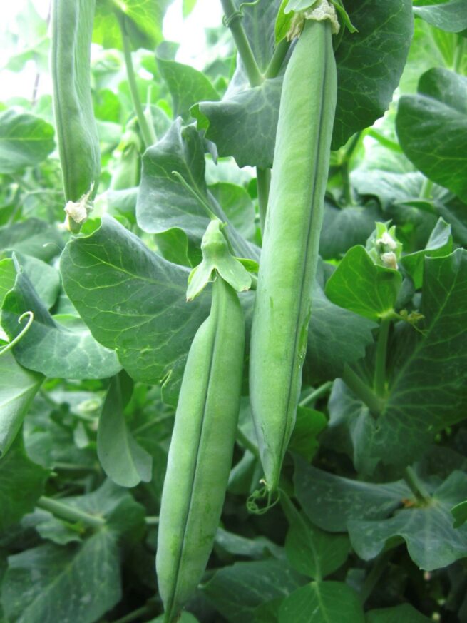 Mr. Big Garden Pea | Organic