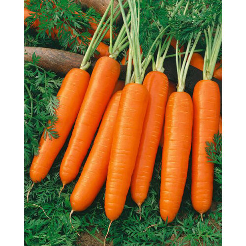 Scarlet Nantes Carrot Seeds | Heirloom | Organic