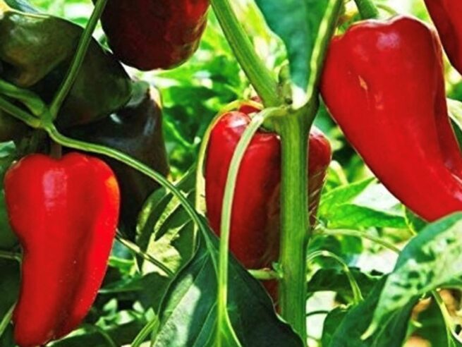 Nocero Rosso Sel. Pepper Seeds | Organic