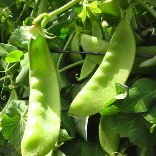 Oregon Giant Snow Pea Seeds | Organic