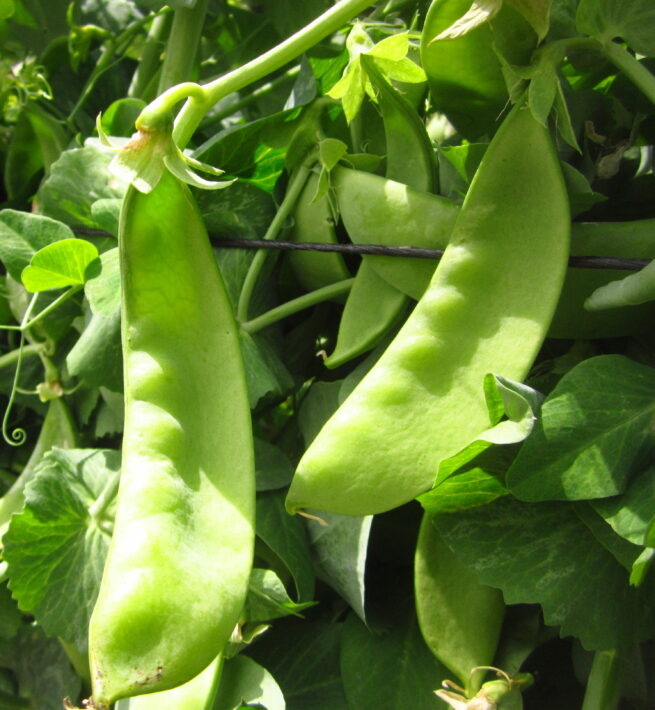 Oregon Giant Snow Pea Seeds | Organic