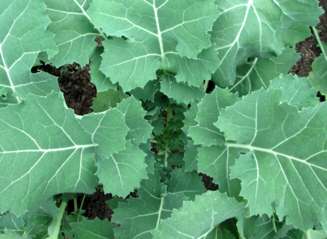 Premier Kale Seeds | Organic