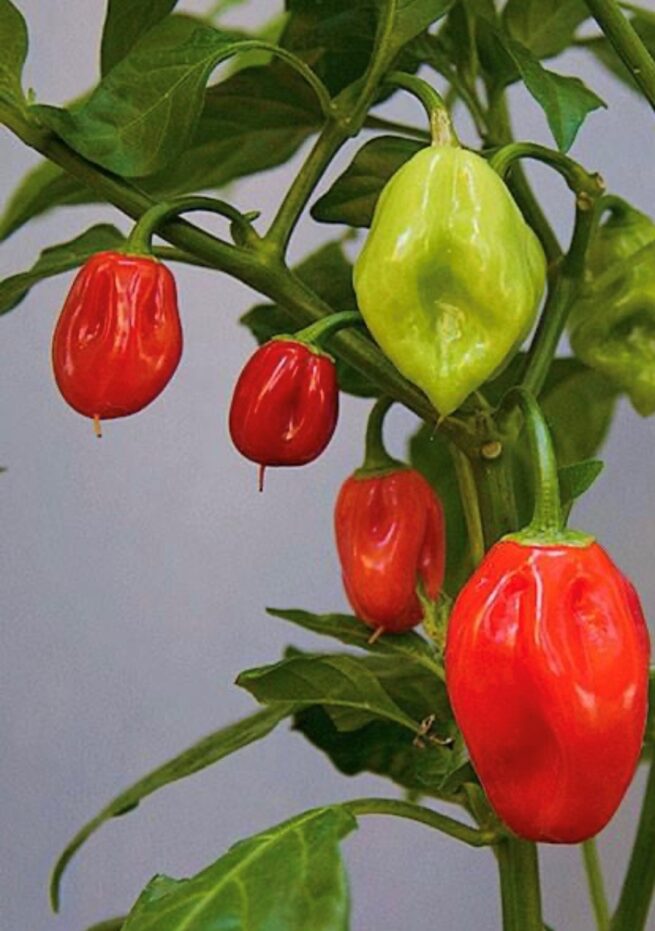 Red Habanero Hot Pepper Seeds | Organic