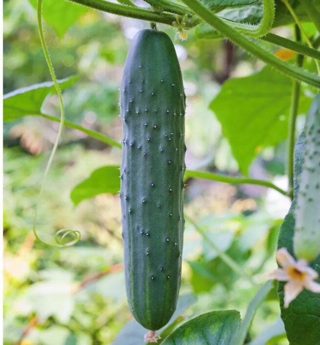 Straight Eight Cucumber Seeds | Heirloom | Organic