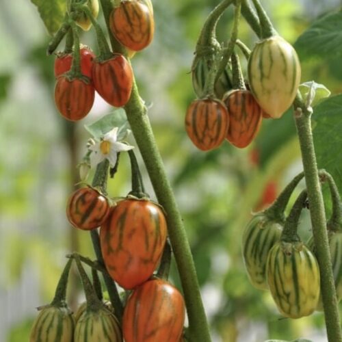 Striped Togo Eggplant Seeds | Heirloom | Organic | Rare Vegetable