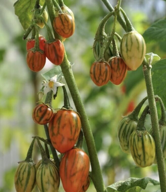 Striped Togo Eggplant Seeds | Heirloom | Organic | Rare Vegetable