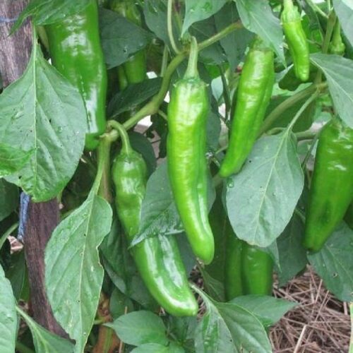 Anaheim Chile Pepper Seeds | Hot | Heirloom | Organic