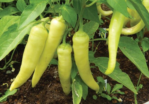 Banana Pepper Seeds | Sweet | Heirloom | Organic