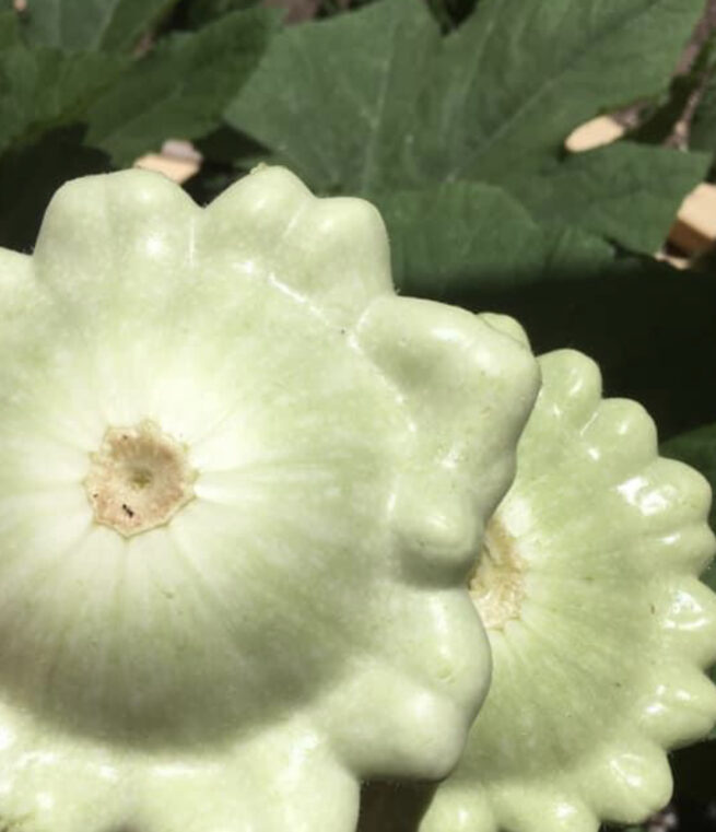 Bennings Green Tint Summer Squash Seeds | Heirloom | Organic | Rare Vegetable Seeds