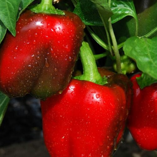Big Red Sweet Pepper Seeds | Heirloom | Organic