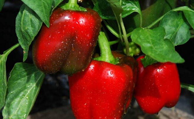 Big Red Sweet Pepper Seeds | Heirloom | Organic