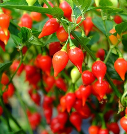 Biquinho Red Pepper Seeds | Hot | Heirloom | Organic