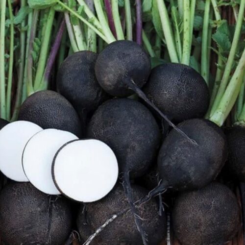 Black Spanish Round Radish Seeds | Heirloom | Organic