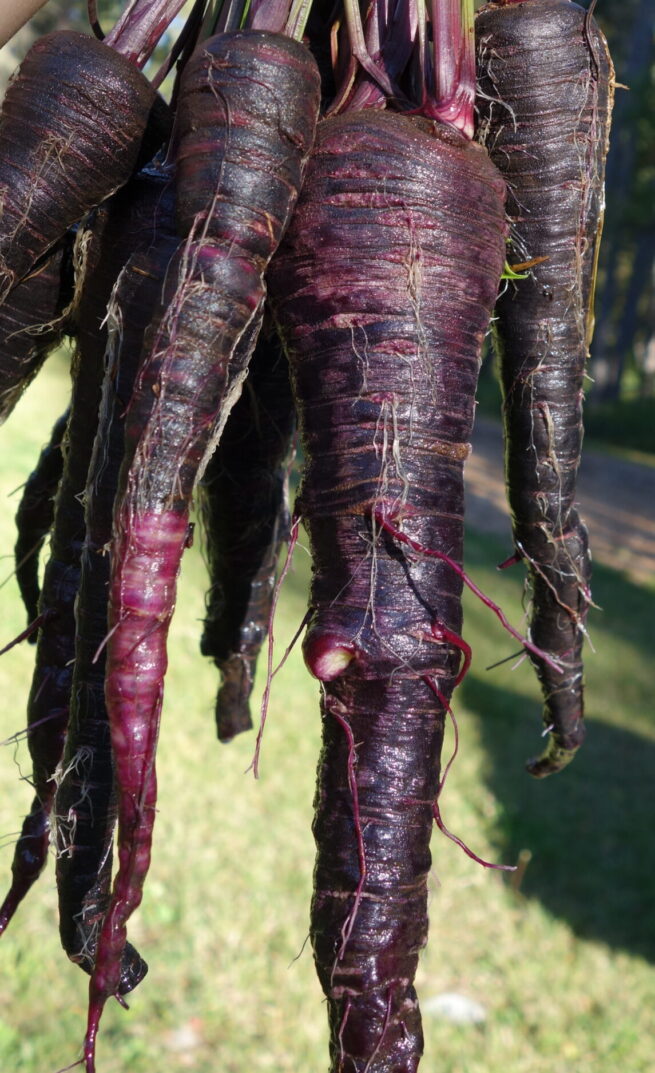 Black Nebula Carrot Seeds | Organic | Rare Vegetable Variety