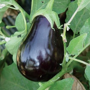 Black Beauty Eggplant Seeds | Heirloom | Organic | Rare vegetable Seeds