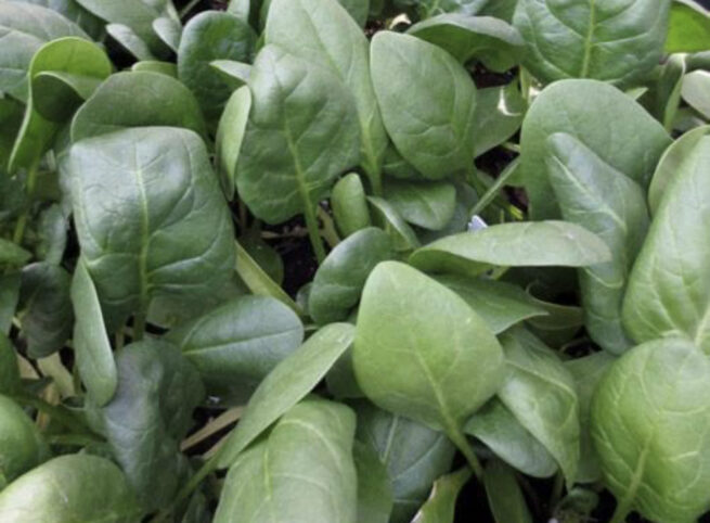 Bloomsdale Spinach Seeds | Heirloom | Organic | Rare Vegetable