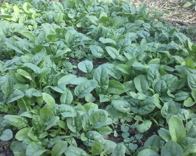 Bloomsdale Spinach Seeds | Heirloom | Organic | Rare Vegetable