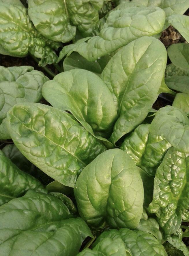 Bloomsdale Spinach Seeds | Heirloom | Organic | Rare Vegetable