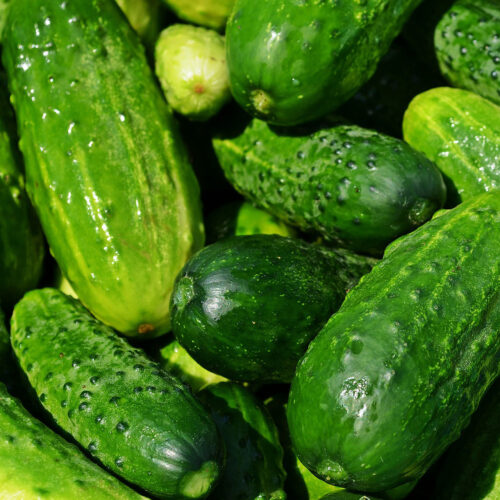 Boston Pickling Cucumber Seeds | Heirloom | Organic | Rare Vegetable Varieties